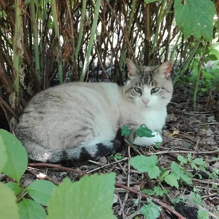 Bed & Breakfast Il Casolare Del Medio Olona Fagnano Olona